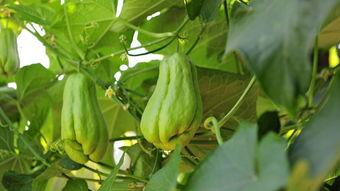 佛手瓜痛风可以吃,天然食疗新选择