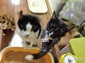 吃瓜被揍事件,一场网络事件的反思与警示