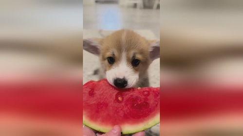 小狗吃瓜米饭,小狗的瓜米饭美食之旅