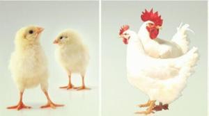 明星肉鸡,闪耀农场的养殖新宠