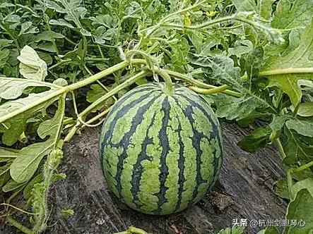 忘不了吃瓜,揭秘娱乐圈那些鲜为人知的幕后故事