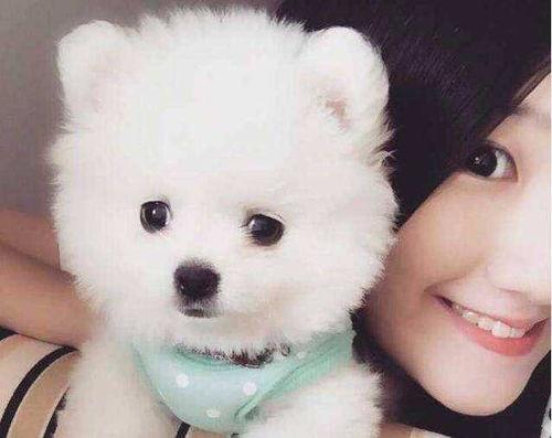 博美爆料新闻视频播放在线观看,新闻视频在线观看，揭秘幕后真相