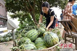 湖北崇阳吃瓜视频,揭秘湖北乡村夏日生活趣味