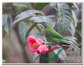 角瓜叶子被鸟吃,自然界的和谐与挑战