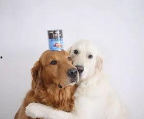 娱乐吃瓜酱金毛